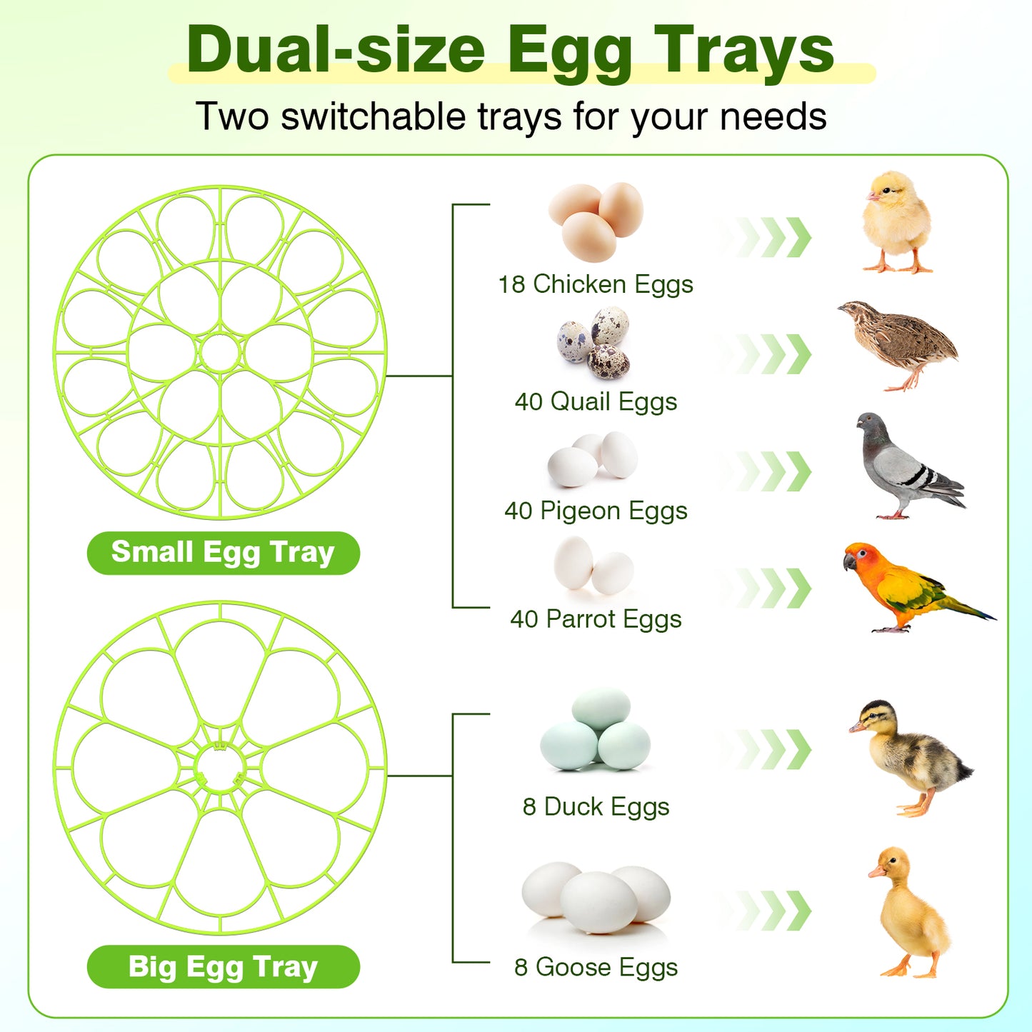 Egg Incubator for Hatching Eggs, 18 Egg Incubator with Temperature Control, Humidity Display, Auto Egg Turner, Egg Candler, 2 Size Egg Trays, Digital Incubator for Chicken, Quail